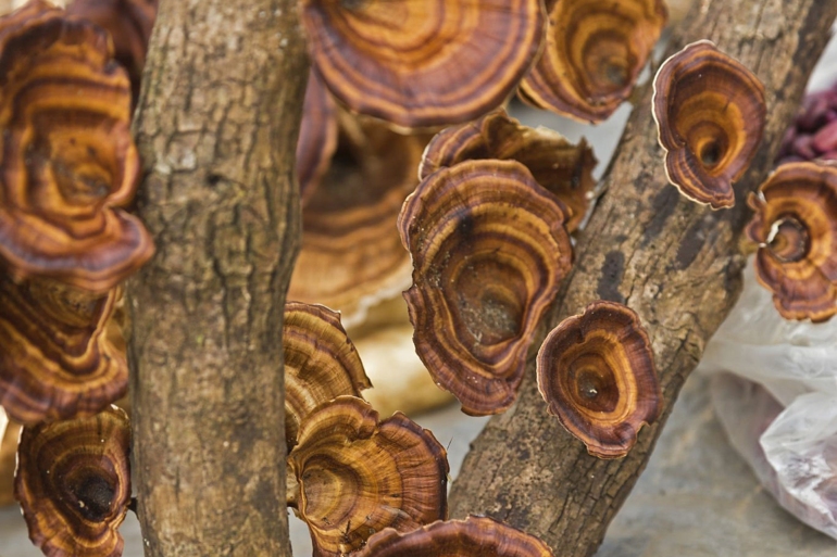 Reishi Mushrooms -Ganoderma lucidum-, also mushroom of immortality, Chiang Rai province, Thailand