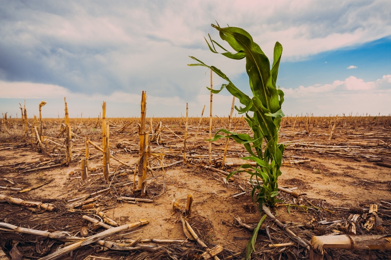 Extreme drought in a cornfield under a hot sun. There is one green stalk of corn.