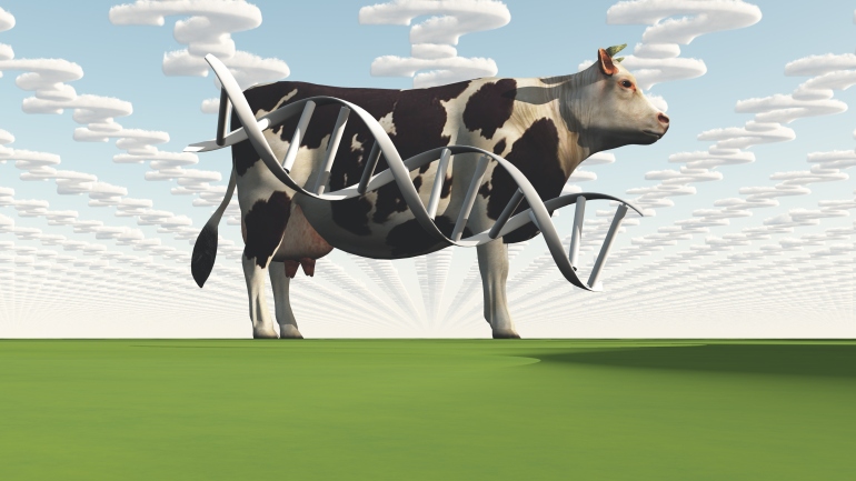 GettyImages-924915996 Cow and questions clouds GMO