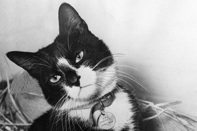 SIMON SHIP'S CAT SIMON, THE SHIP'S CAT OF THE FRIGATE AMETHYST, WITH THE DICKEN MEDAL WHICH HE WON IN 1949 FOR DEVOTION TO RAT-KILLLING ONBOARD THE SHIP. SIMON'S MEDAL, THE ONE EVER AWARDED TO A CAT, GOES UNDER HAMMER AT CHRISTIE'S. (Photo by PA Images via Getty Images) gettyimages-829795176