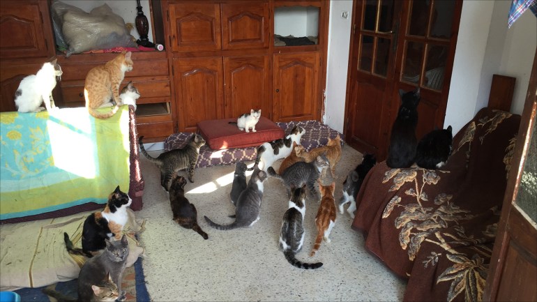 هدى بوشهدة عاشقة القطط والكلاب بتونس تحتضن إحدى قططها وسط عشرات من حيواناتها الأليفة
