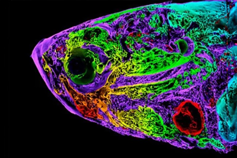 A coloured scan of a zebrafish (Danio rerio) head with the ventricle and ventricular cavity of its heart shown in red in the lower right. The molecules around its cardiac cells, when injected into a mouse with a damaged heart, can help repair cardiac tissue. CREDIT: K H FUNG / news PHOTO LIBRARY / GETTY IMAGES